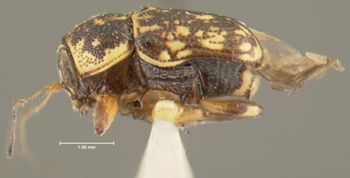 Media type: image;   Entomology 24982 Aspect: habitus lateral view
